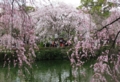 三島大社の桜