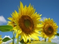 20100805101223