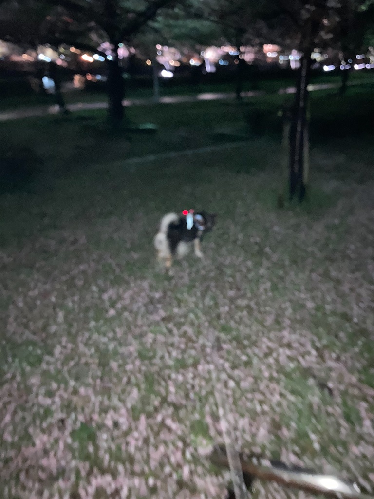 桜のお花見21と柴犬の換毛期と 黒柴 大和の外面重視な生活