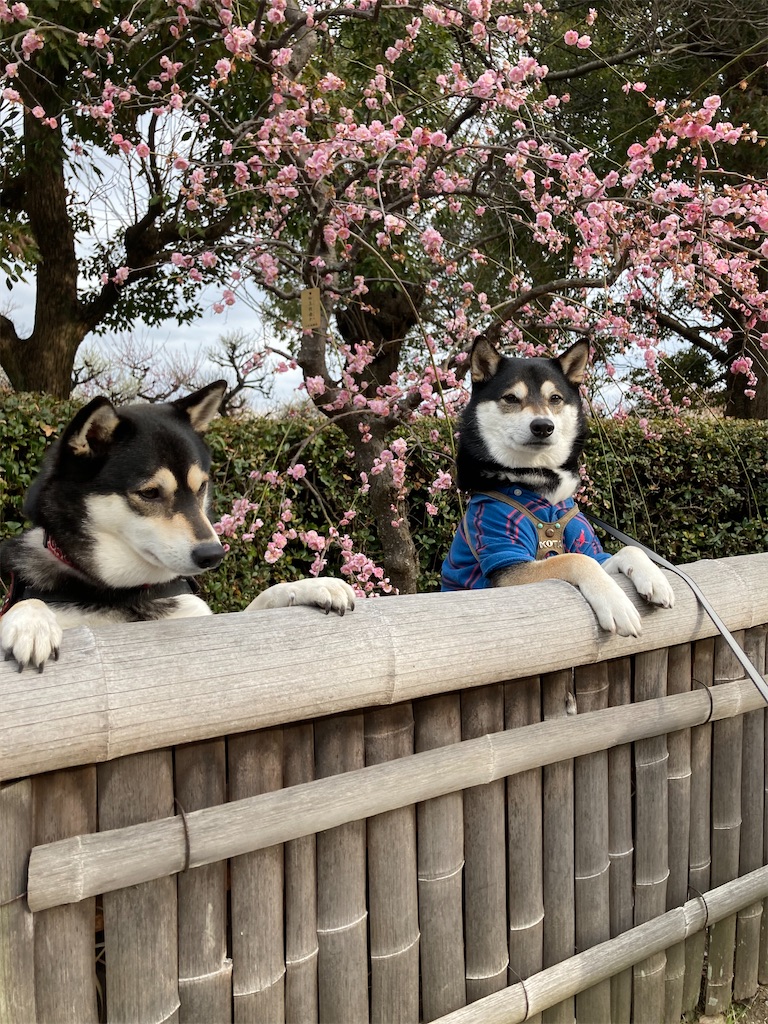 f:id:tsuhitan:20211026212401j:image f:id:tsuhitan:20211026212401j:image