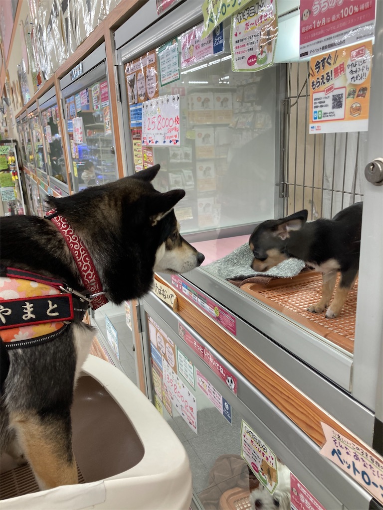 f:id:tsuhitan:20211026212407j:image f:id:tsuhitan:20211026212407j:image
