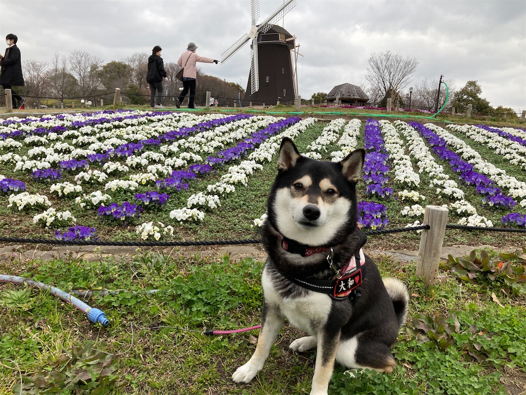 f:id:tsuhitan:20211026212413j:image f:id:tsuhitan:20211026212413j:image