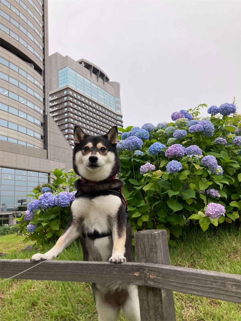 f:id:tsuhitan:20211026212416j:image f:id:tsuhitan:20211026212416j:image