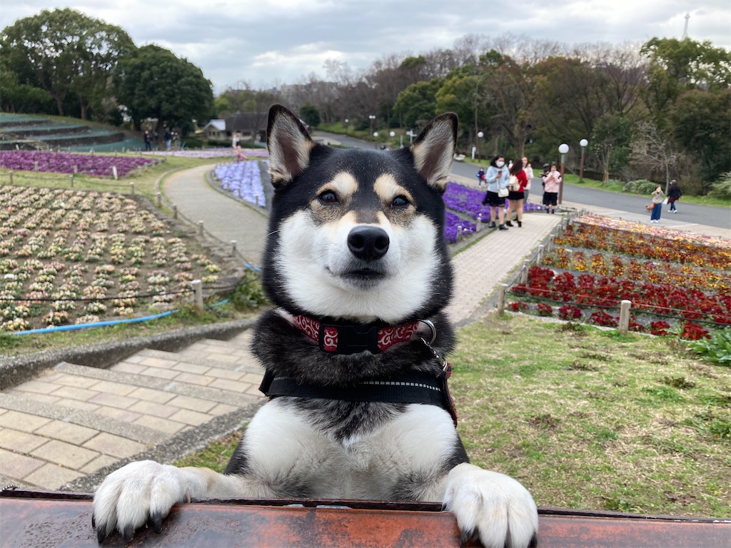 f:id:tsuhitan:20211026212426j:image f:id:tsuhitan:20211026212426j:image