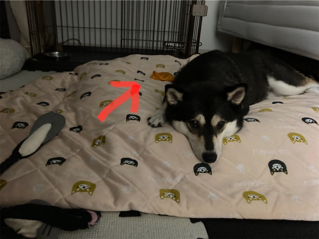 f:id:tsuhitan:20211027195048j:image f:id:tsuhitan:20211027195048j:image