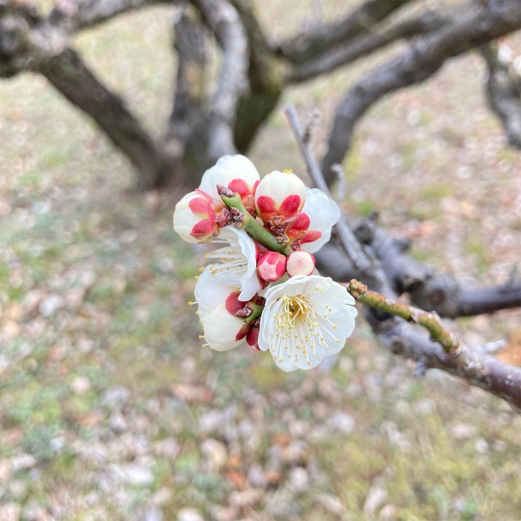 f:id:tsuhitan:20220303123422j:image