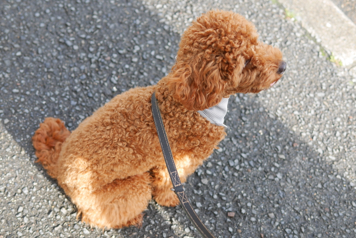 f:id:tsuiterunrun:20210704141722j:plain