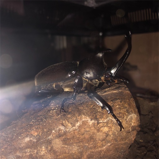 f:id:tsuji-shinkyuin:20200702075545j:image