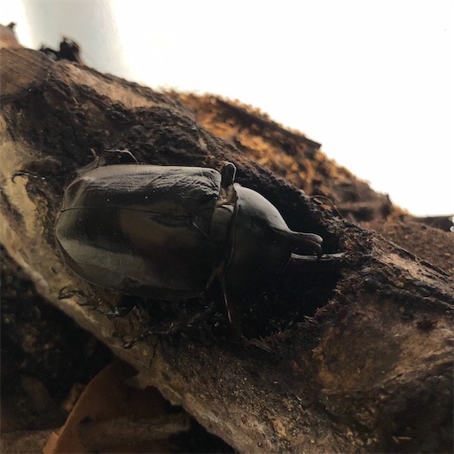 f:id:tsuji-shinkyuin:20200702080220j:image