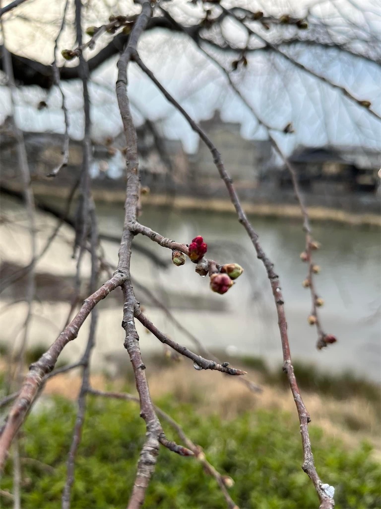 f:id:tsuji-shinkyuin:20230310075248j:image