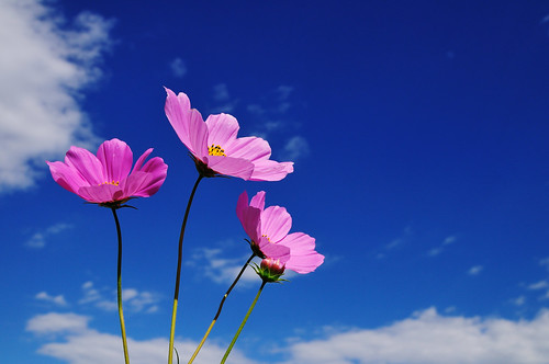 f:id:tsujicooking:20200526234252j:plain