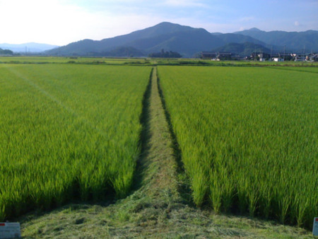 草刈り直後の畦畔