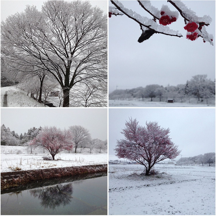 紅梅に春の雪