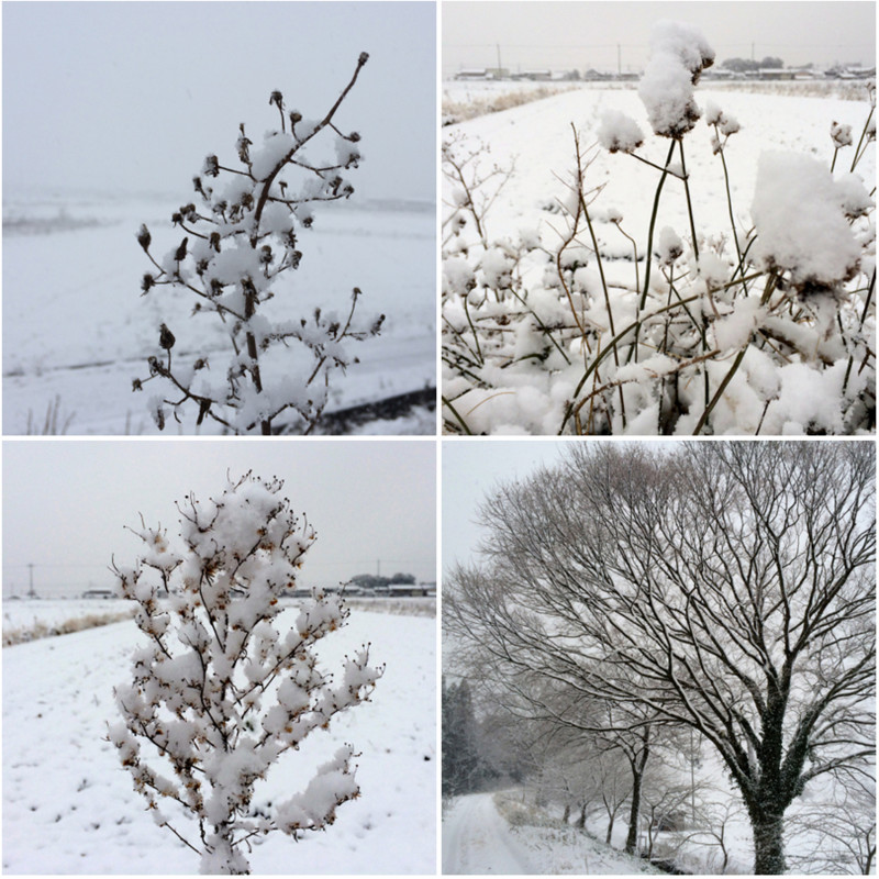 今朝の雪
