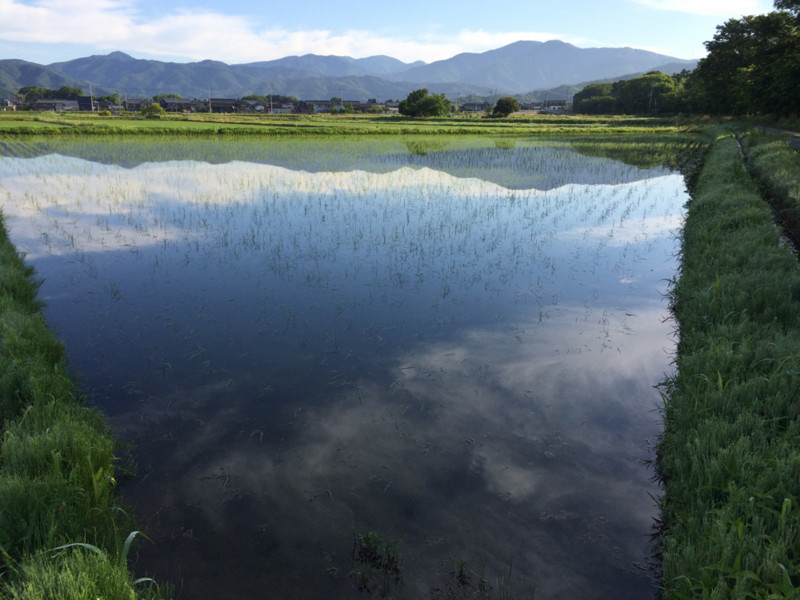 雨の翌日の朝の空と田んぼ