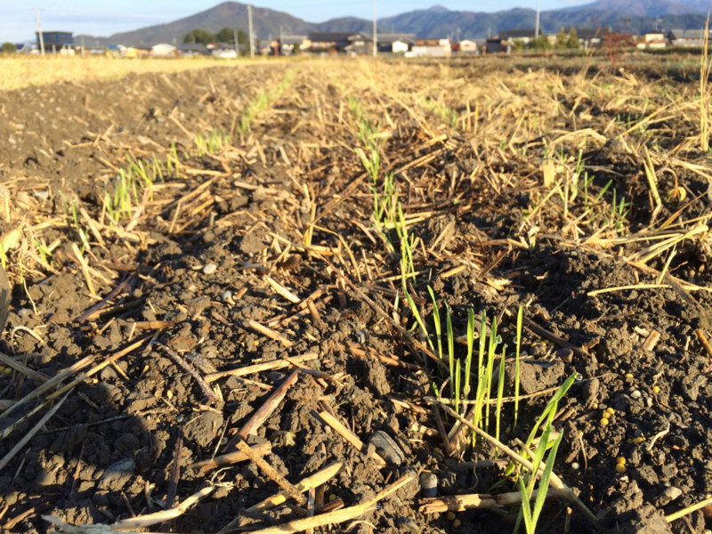 麦の芽が出てきました2