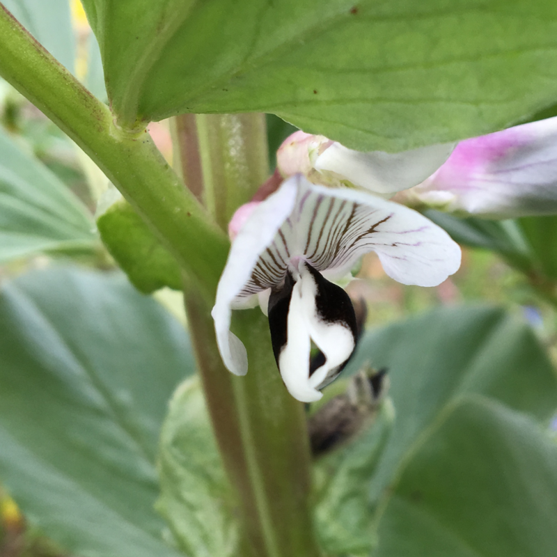 空豆の花