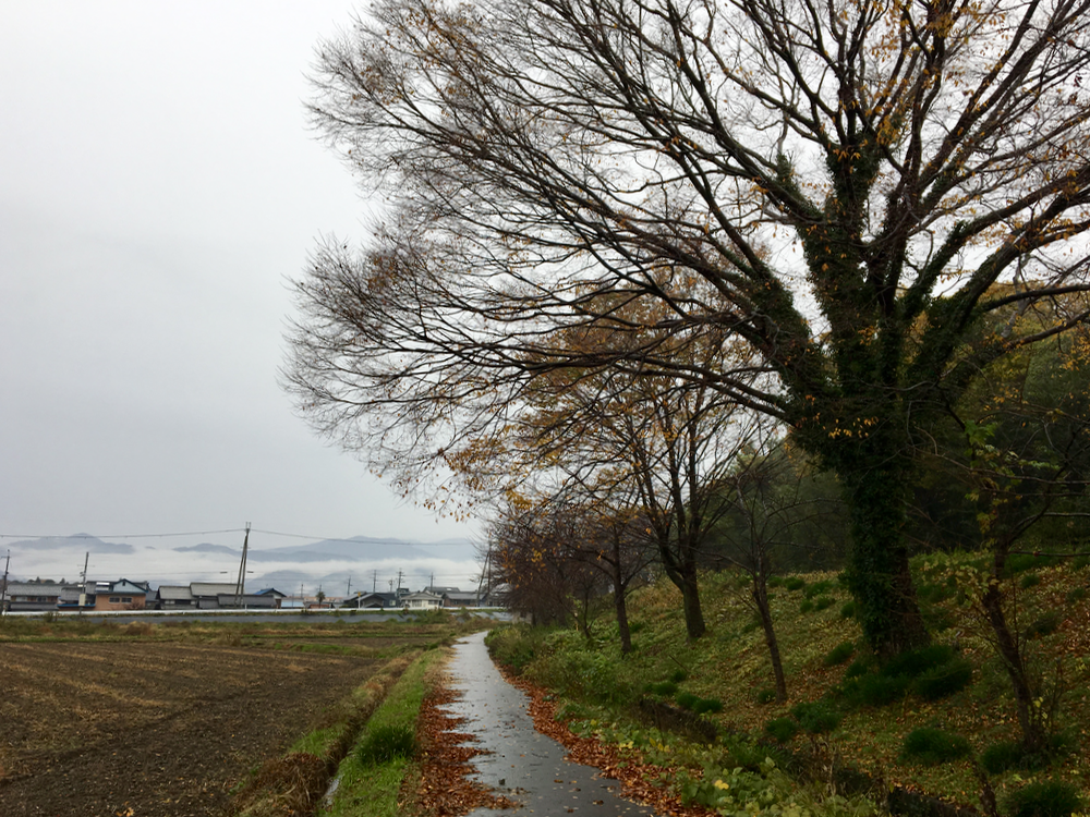これは朝の写真なんだが、終日、雨。