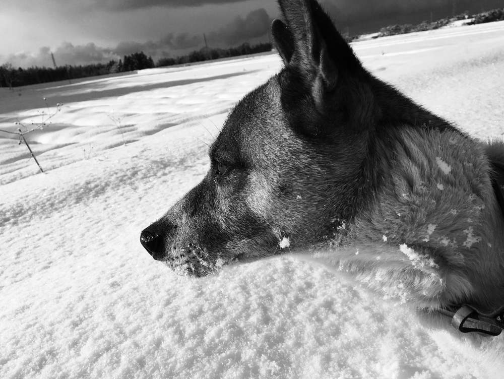 雪のレノン号