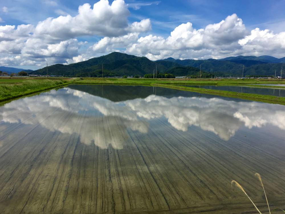 雨上がりの雲と直播きの田んぼ