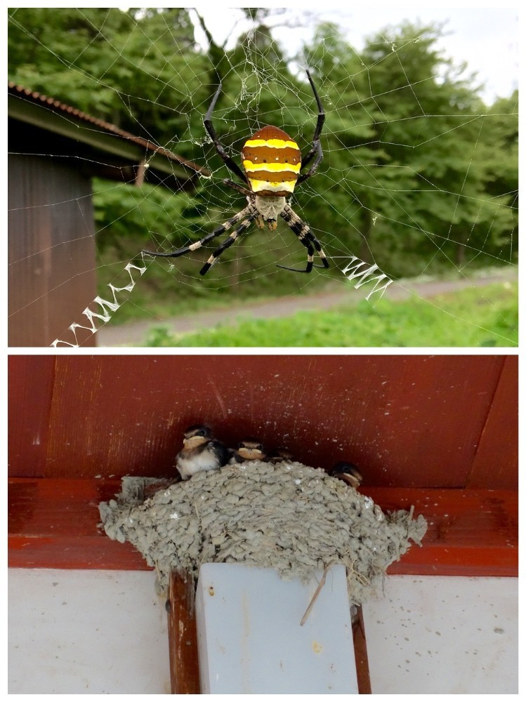 コガネグモ♀とツバメの子