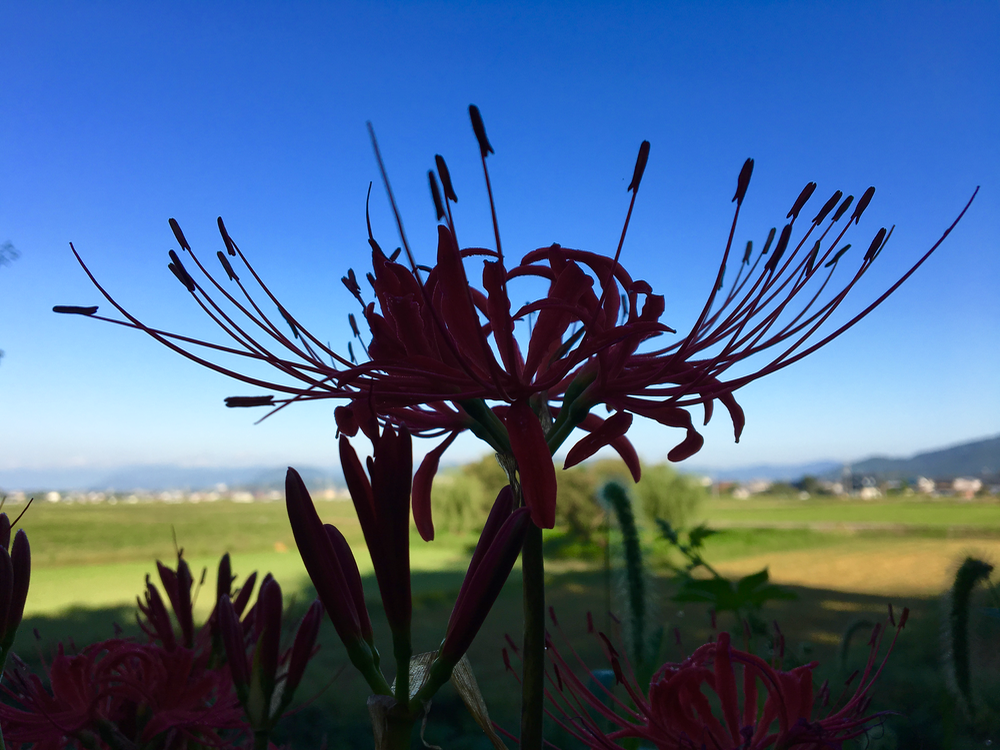 快晴の朝と曼珠沙華