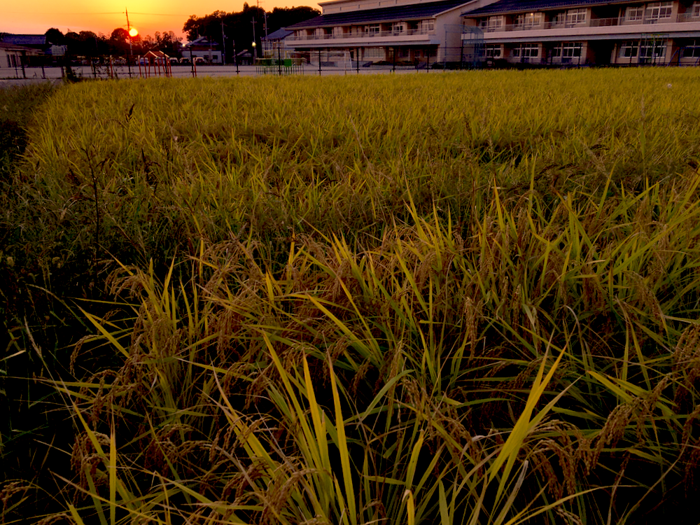 無農薬の「みどり豊」の圃場に秋の夕陽