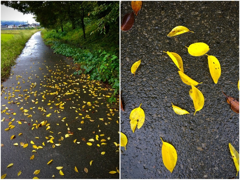 雨上がりのエノキの落ち葉