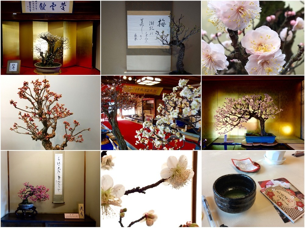 長浜盆梅展2018