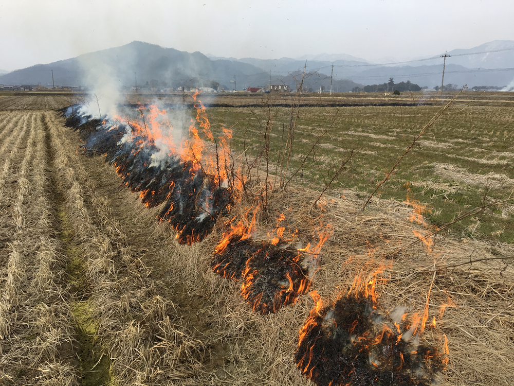 畦畔の枯れ草を焼く
