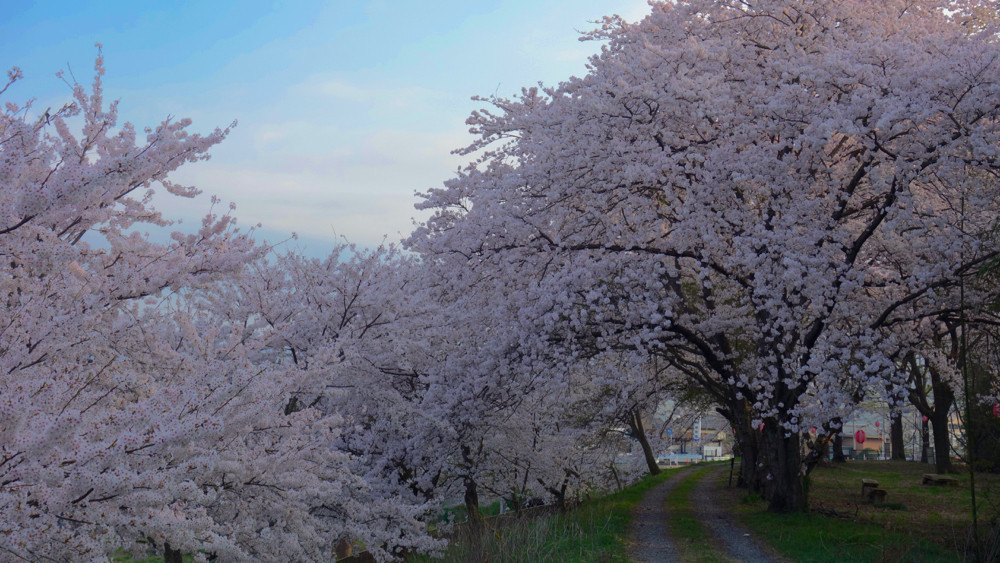 日の出の頃の満開の桜