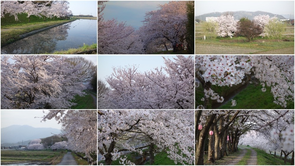 朝の散歩道の満開の桜1