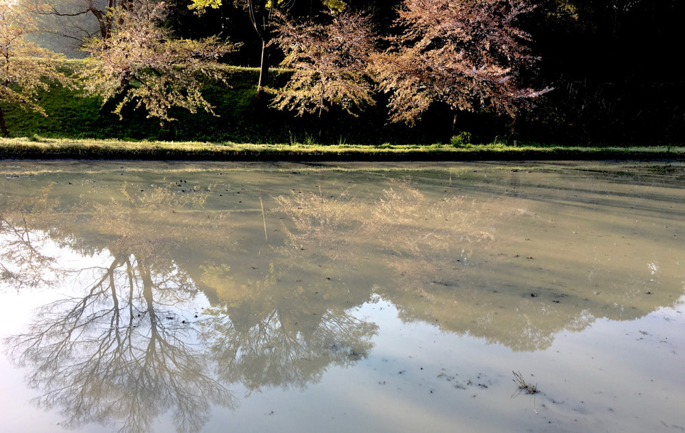 名残の桜と水田