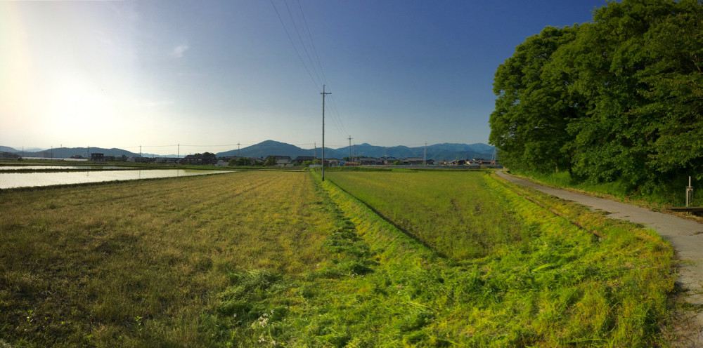 夕方、畦畔の草刈りに出る。