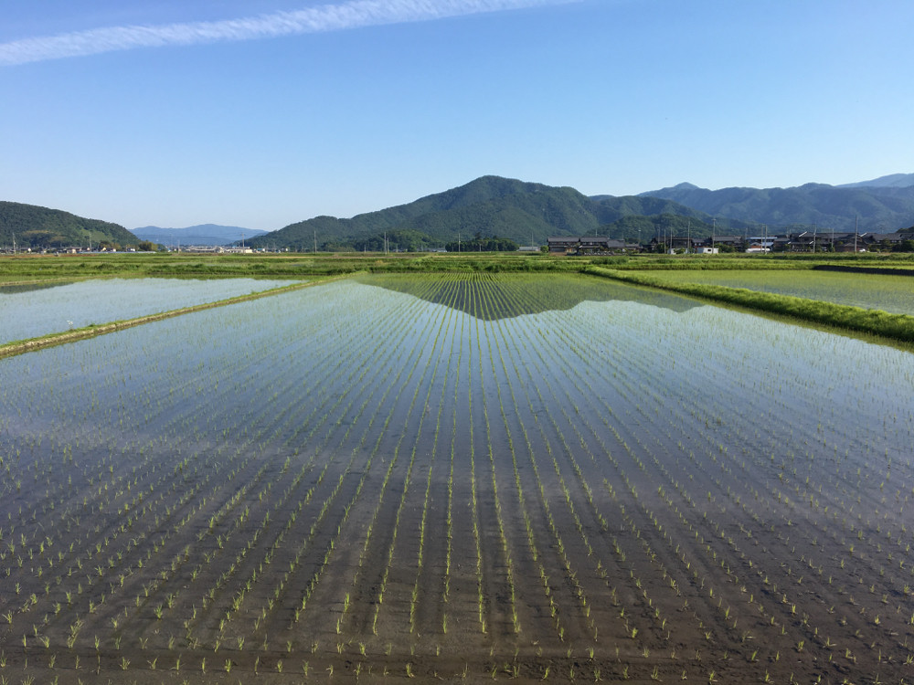 田植え後半月の「コシヒカリ」の圃場