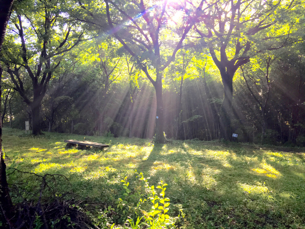 朝の光