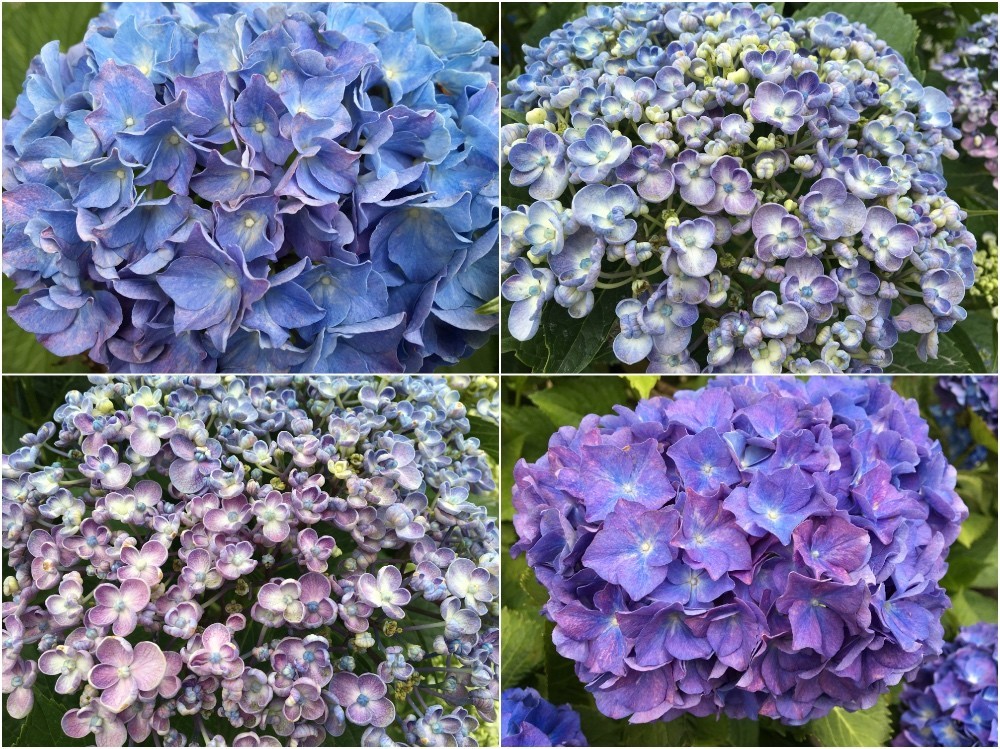紫陽花の花2018