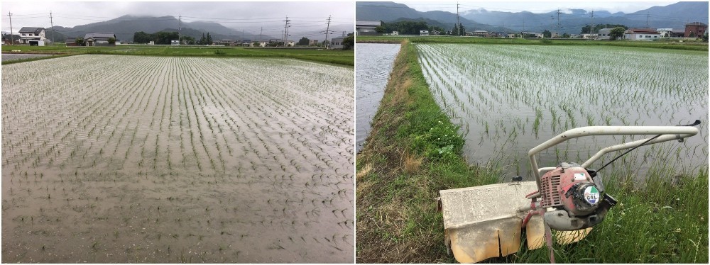 無農薬の「秋の詩」に除草機をかける