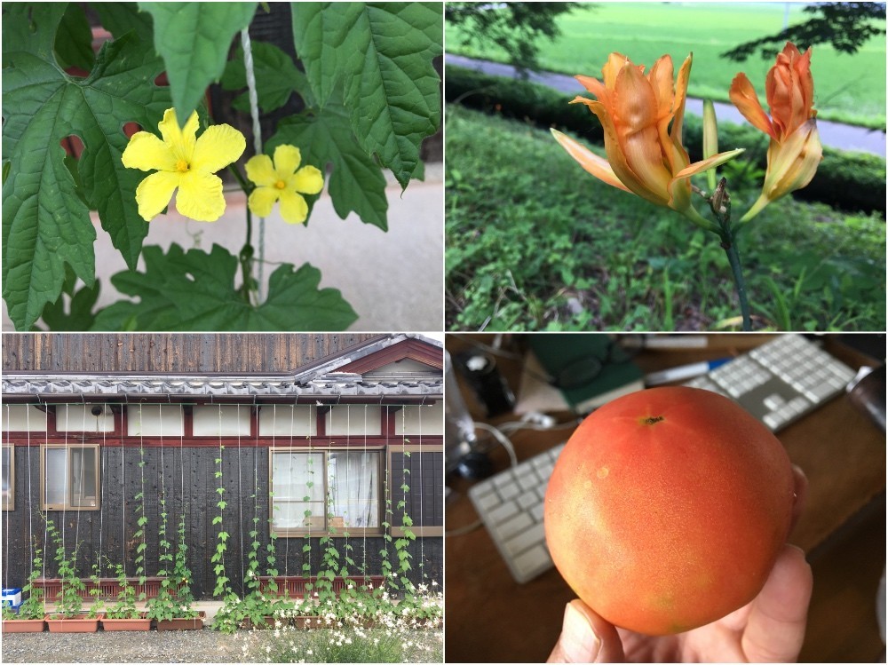 今日の植物あれこれ