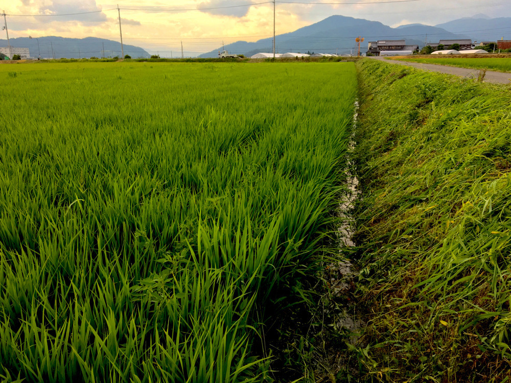 草刈り直後の田んぼ道の法面