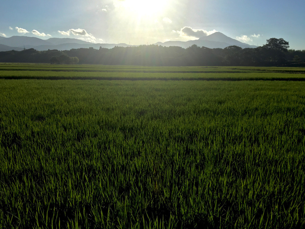 7月30日の朝と伊吹山と稲に朝露