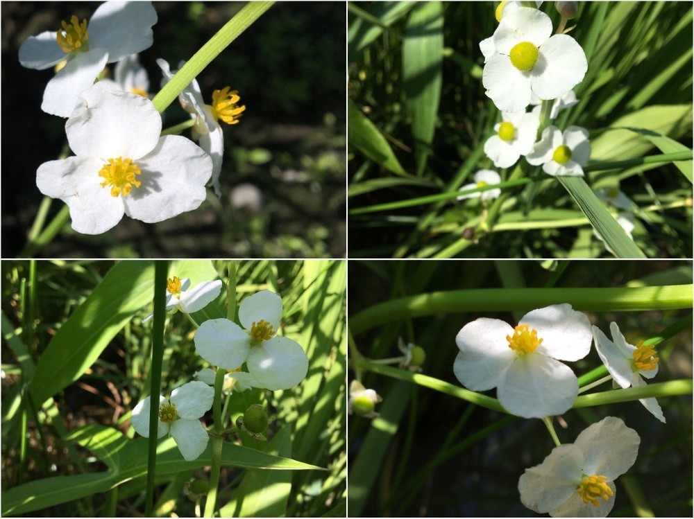 オモダカの白い花