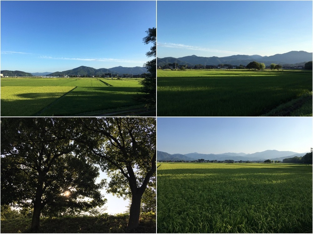 夏の朝の田んぼ