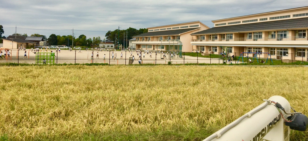 「みどり豊」の稲刈りをしていたら、隣の小学校が休み時間になった。