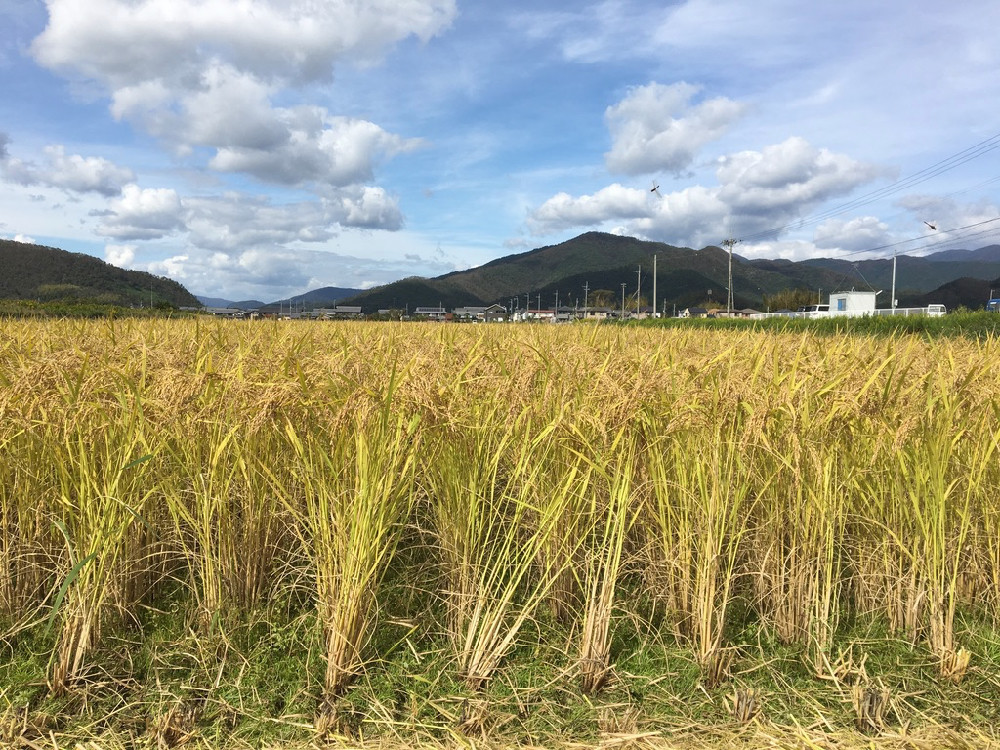シュルシュルと刈れた最初の一枚