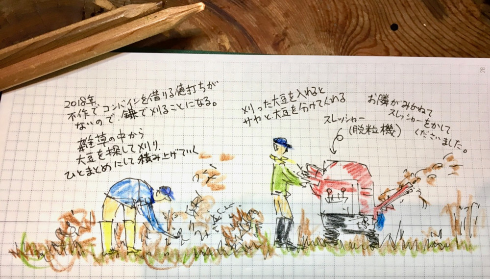 不作の年の大豆の刈取り。