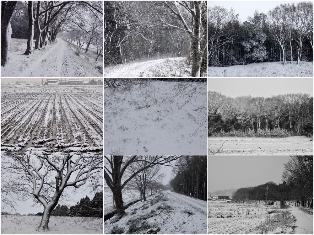 今朝の雪
