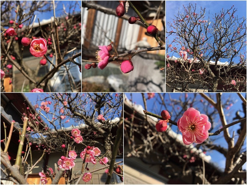 だいぶ咲いてきた庭の紅梅。白梅はまだまだ。
