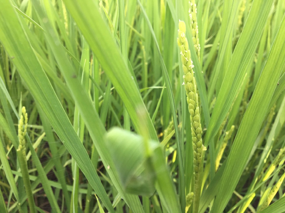 五月の連休植えの「コシヒカリ」が出穂しはじめる。