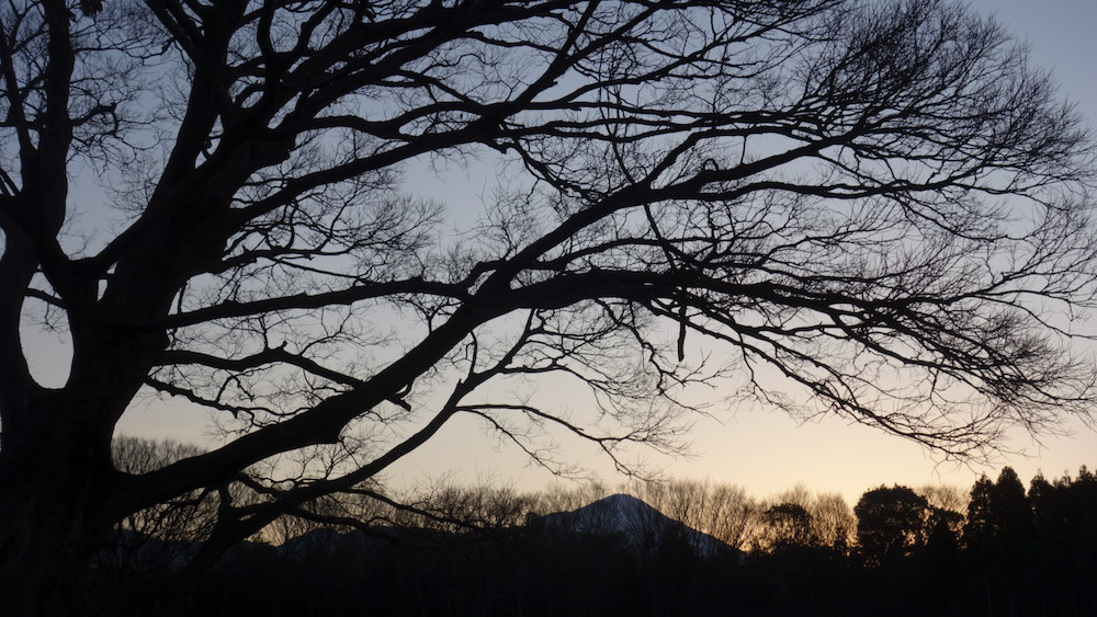 日の出前の枝と伊吹山1